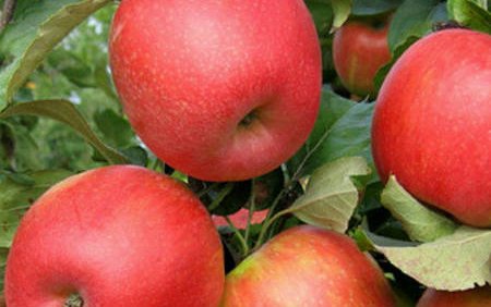 Яблоня сорт Пирует