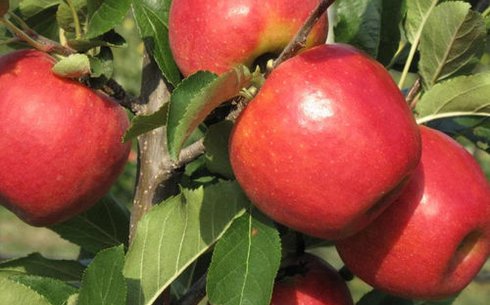 Яблоня сорт Рубенс