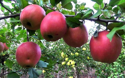 Яблоня сорт Анета