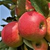 Яблоня сорт Аннагло (Annaglo)