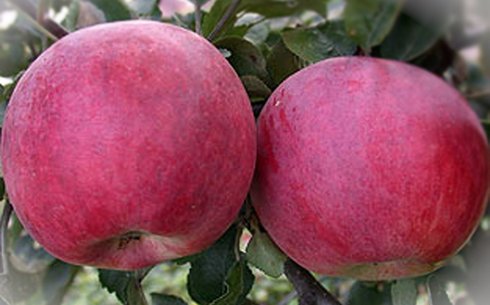 Яблоня сорт Бени Шогун