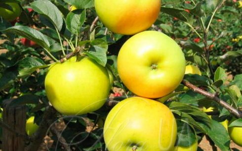 Яблоня сорт Богемия Голд