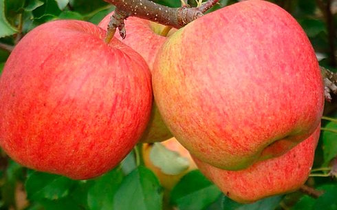 Яблоня сорт Чемпион Рено