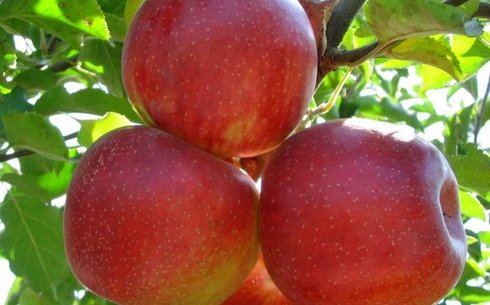 Яблоня сорт Декоста