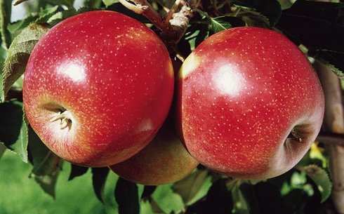 Яблоня сорт Джонатан