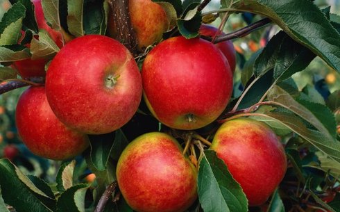 Яблоня сорт Эльстар Ред