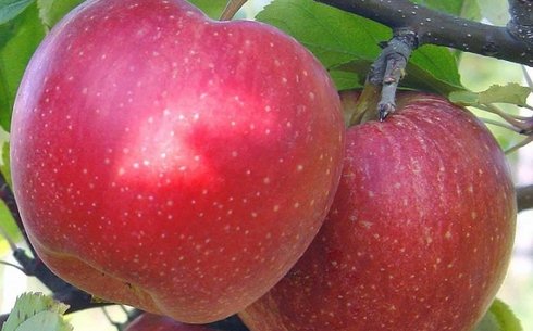 Яблоня сорт Фуджи Кику 8