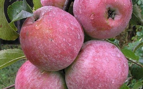 Яблоня сорт Фуджи Тоширо