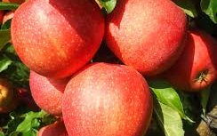 Яблоня сорт Гала Маст