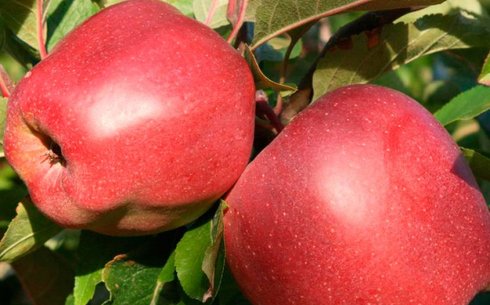 Яблоня сорт Глостер