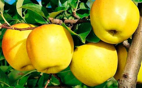 Яблоня сорт Голден Делишес Рейнджерс