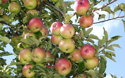 Яблоня сорт Макинтош