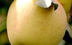 Яблоня сорт Пепин Литовский