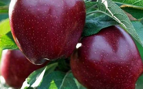 Яблоня сорт Роял Ред Делишес