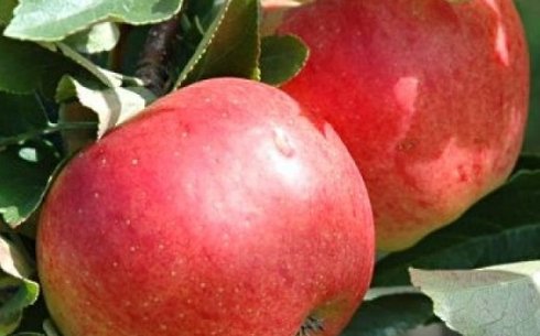 Яблоня сорт Рубинета