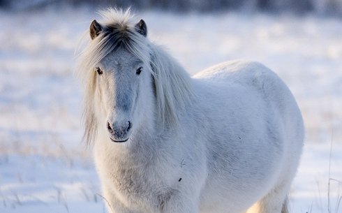 Якутская (Yakutian horse)