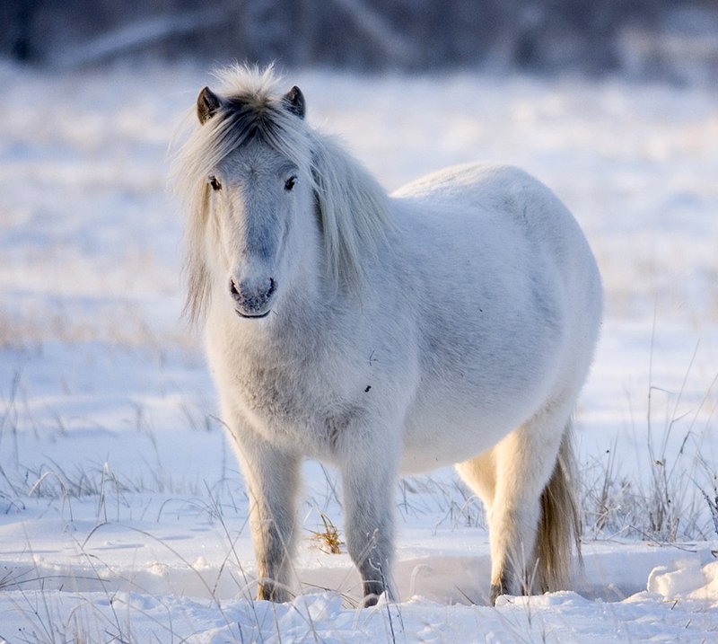 Yakutian horse