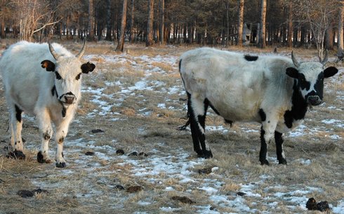 Якутская (Yakutsk)