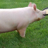 Йоркшир (Yorkshire pig breed)