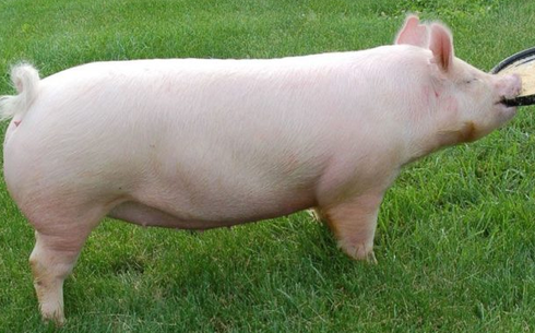 Йоркшир (Yorkshire pig breed)