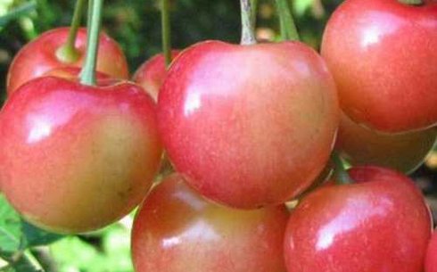 Черешня сорт Юлия