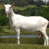 Зааненская порода коз (Zaanen)