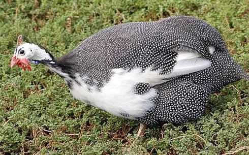 Загорская белогрудая (Zagorskaya white-breasted)