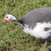 Загорская белогрудая (Zagorskaya white-breasted)