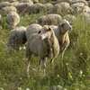 Западно-сибирская порода овец (West Siberian breed)