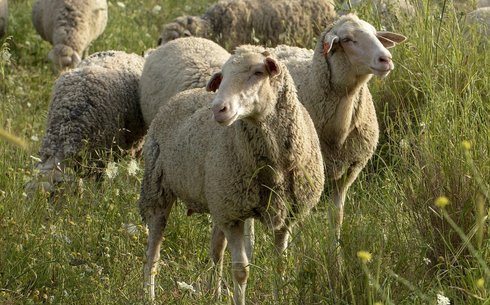 Батыс Сібір қой тұқымы (West Siberian breed)