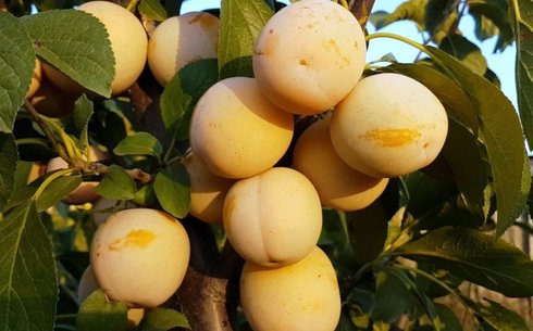 Слива сорт Желтая Афаска