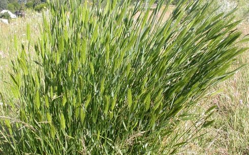 Житняк сорт Далалык