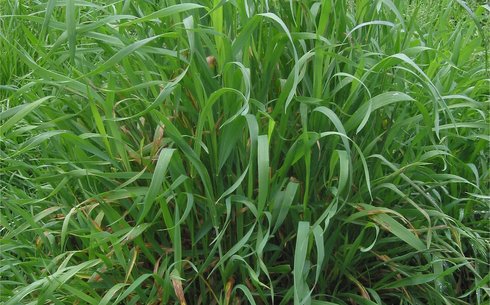 Житняк сорт Тан батыр