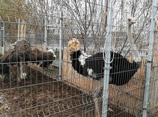 В Казахстане увеличивается количество страусиных хозяйств
