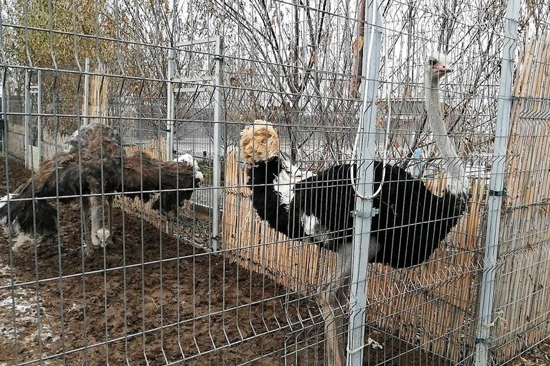 В Казахстане увеличивается количество страусиных хозяйств