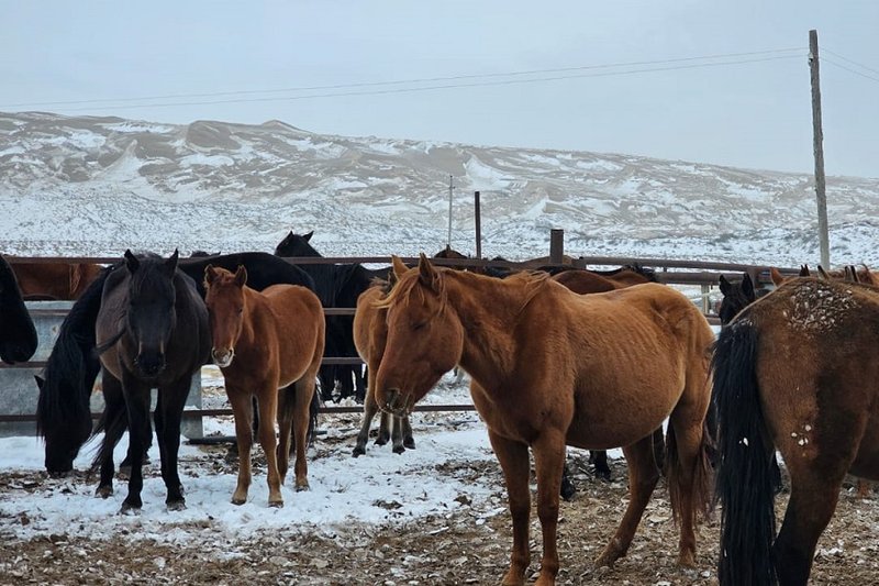Как появилась новая порода казахстанской лошади