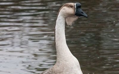 Африка қаздары (Geese African)