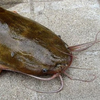 Африканский сом (African catfish)