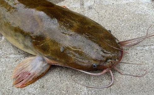 Африканский сом (African catfish)