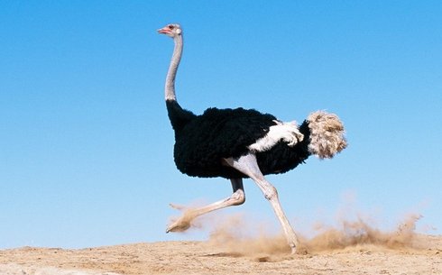 Африкалық түйеқұс (African ostrich)