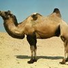 Ақбасты 29 түйе тұқымы (Akbasty - 29 camel)