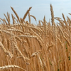 Пшеница сорта Акмола 2