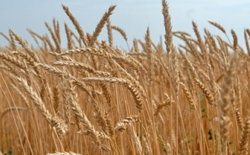 Пшеница сорта Акмола 2