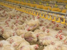 Карагандинская птицефабрика внедряет ИИ в производство