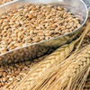 Пшеница сорта Актөбе 39