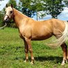 Албан (Albanian horse breed)