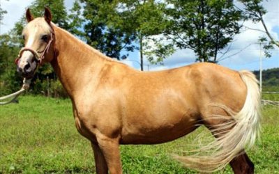 Албан (Albanian horse breed)