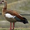 Египет қазы (Ніл қазы) (Egyptian goose)