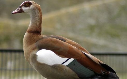 Египетский гусь (Нильский гусь) (Egyptian goose)