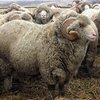Алтайская порода овец (Altay)
